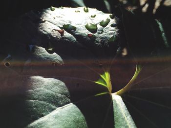 Close-up of turtle in water