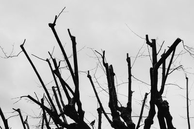 Low angle view of bare trees against sky