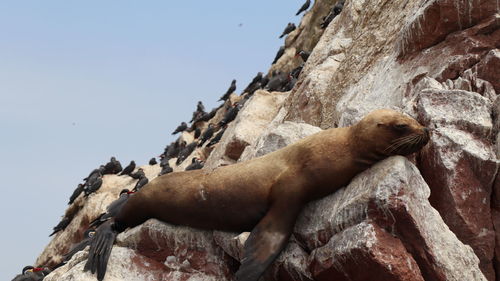 Sea lion surrounded by sea birds dozing on a rock in the sun