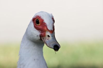 Close-up of a bird