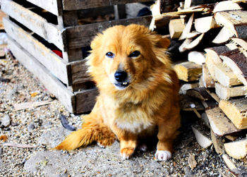 Portrait of dog sitting outdoors