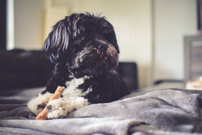 Close-up of dog relaxing on bed at home