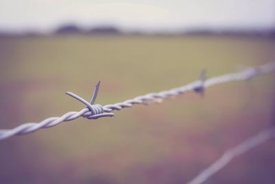 Close-up of barbed wire