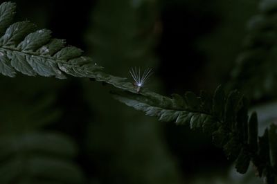 Close-up of plant