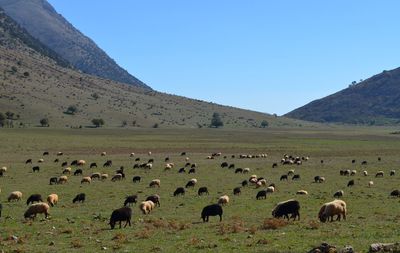 Flock of sheep grazing on grassy field against sky