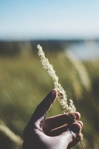 Close-up of hand holding plant on field