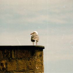 Close-up of bird on wall