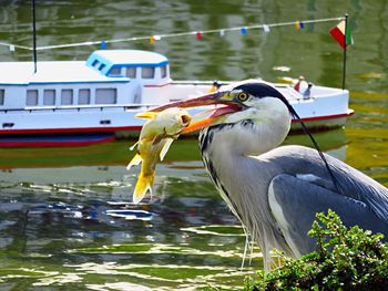 Close-up of bird by lake