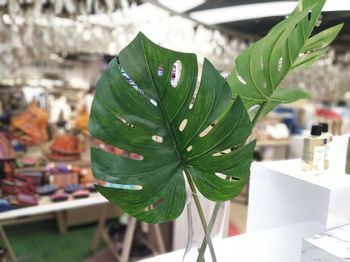 Close-up of green leaves on table