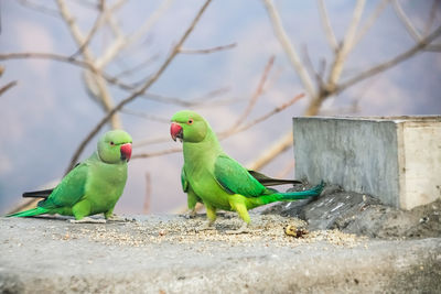 Close-up of parrot perching on a wall