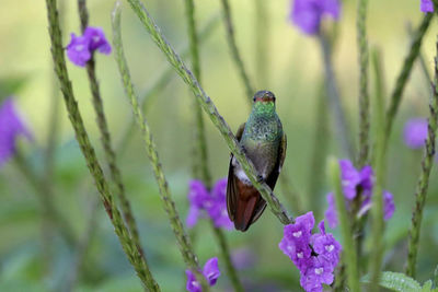 Close-up of bird perching on plant