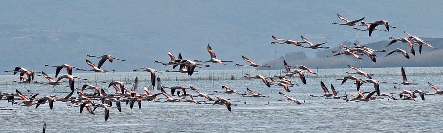 Birds in water