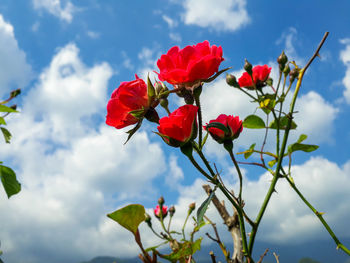 Low angle view of red flowering plant against sky