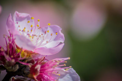 Close-up of fresh flowers blooming outdoors