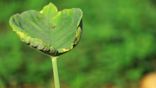 Close-up of flower bud growing outdoors