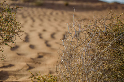 Close-up of dry plant on land