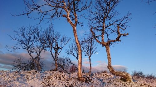Bare tree against clear blue sky