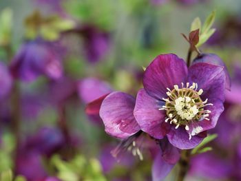 Close-up of purple flowering plant