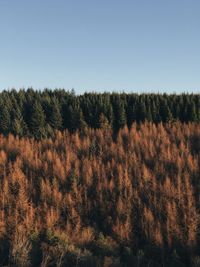 Trees on field against clear sky