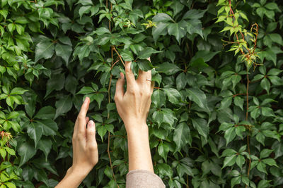 Cropped hand of woman against plants