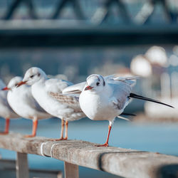 Seagulls in the seaport