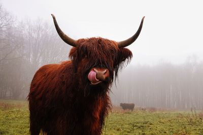 Scottish highlander