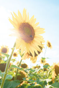 Close-up of sunflower against sky