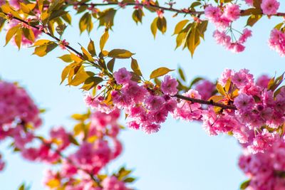 Low angle view of cherry blossoms in spring