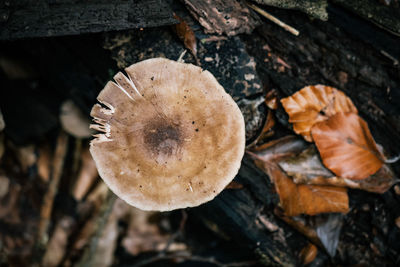 Close-up of mushroom growing on field