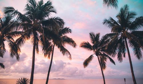 Low angle view of coconut palm trees against sky during sunset