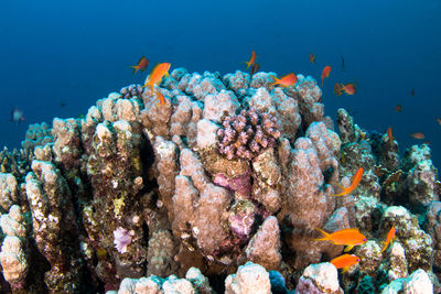 Fish swimming in sea