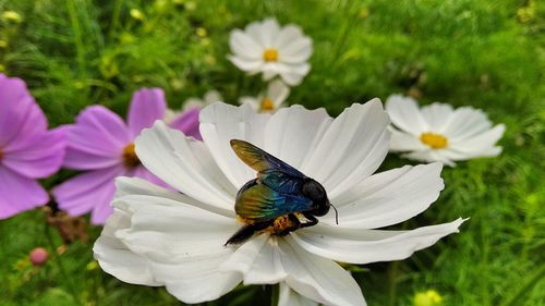 Close-up of honey bee on purple flower