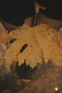 Close-up of dry maple leaves