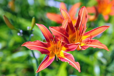 Close-up of day lily blooming outdoors