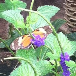 Close-up of butterfly on leaf