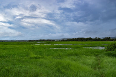 Scenic view of field against sky