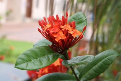 Close-up of red flower in park