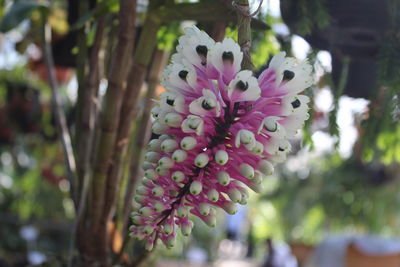 Close-up of pink flowering plant