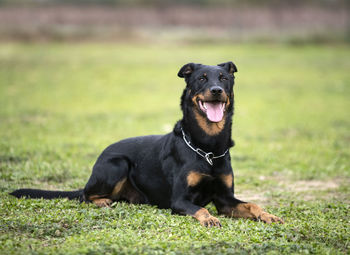 Portrait of black dog on land
