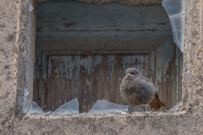 Close-up of bird perching on wood against wall