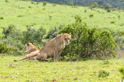 View of two cats on landscape