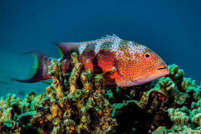 Fish swim in the red sea, colorful fish