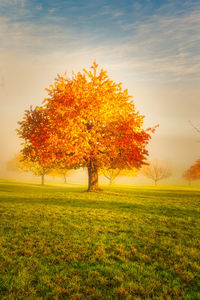 Autumn tree on field against sky during sunset