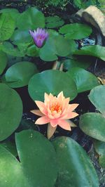 High angle view of lotus water lily in pond
