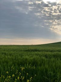 Scenic view of agricultural field against sky