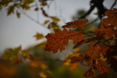 Close-up of maple leaves on tree