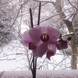 Close-up of flower growing on tree