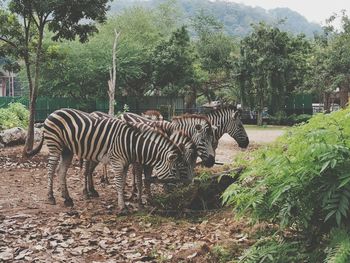 View of zebras in the forest