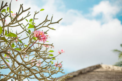 Low angle view of flower tree against sky