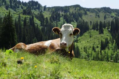 Portrait of cow on field